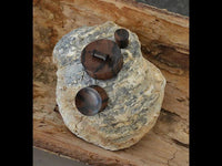 Load image into Gallery viewer, A ribbed Tigerholz Plug in dark brown and black, crafted from wood, rests on a piece of weathered wood.

