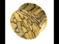 Load image into Gallery viewer, Bananenholz Plug hell ribbed straight konkav
