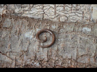 Load image into Gallery viewer, Kopie von Parasitholz Dehnschnecke Spirale Piercing Expander
