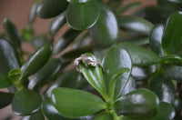 Load image into Gallery viewer, Ring Filigran Delphin Schnörkel 925er Sterling Silber
