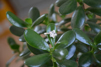 Load image into Gallery viewer, Silberring Lilie glänzend 925 Sterling Silber Ringe schmal
