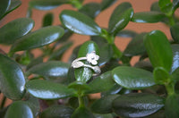 Load image into Gallery viewer, Silberring Blume zwei Blätter weiß 925 Sterling Silber
