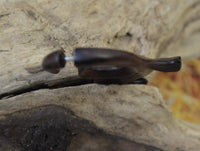 Load image into Gallery viewer, Fake Piercing Ohrring Schnörkel 63mm Holz Edelstahl
