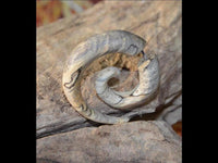 Load image into Gallery viewer, Fake Piercing Ohrring Spirale hell gemasert Bananenholz
