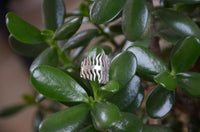 Cargar imagen en el visor de la galería, Ring massiv Fischgräte Fishbone 925 Sterlingsilber - chic - net.de
