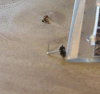 Load image into Gallery viewer, Silber Nasenstecker 0,8 mm Nostril Blume L - Form - chic - net.de
