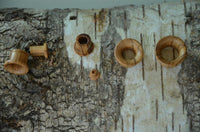 Load image into Gallery viewer, Olivenholz Flesh single flared Tunnel Lobe Piercing Holz konkav
