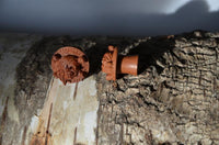 Load image into Gallery viewer, Two small, carved wooden objects sit on textured bark. One upright Holz Plug Pirat Totenkopf handgeschnitzt rotbraun double flared shows a skull face, while the other lies on its side, displaying detailed top carvings. Shadows cross the bark.
