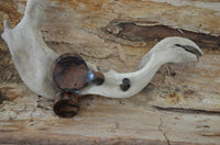 Load image into Gallery viewer, A piece of driftwood with smooth, curved branches displays several small, dark brown-black Tigerholz Plug dunkelbraun schwarz Holzplug ribbed pieces and a round metallic object, set against a weathered wooden background.
