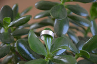 Load image into Gallery viewer, Bandring gerade 7mm breit gebürstet 925 Sterling Silber
