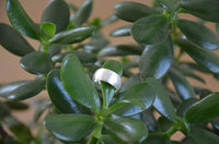 Load image into Gallery viewer, Bandring konvex gewölbt 9mm breit gebürstet 925 Sterling Silber
