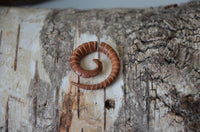 Load image into Gallery viewer, Fake Piercing Edelstahl Holz Seil Dehnschnecke
