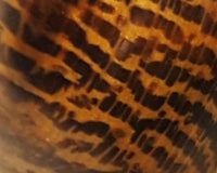 Cargar imagen en el visor de la galería, Holz Creolen 16mm Ohrringe Horn Pin organic
