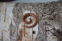 Load image into Gallery viewer, Fake Piercing Edelstahl Holz Seil Dehnschnecke - chic-net.de
