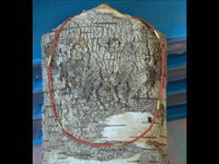 Load image into Gallery viewer, Halskette Koralle 925 Sterling Silber vergoldet 43-44,5cm - chic-net.de
