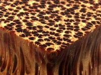 Load image into Gallery viewer, Kokosnuss Ohrstecker Pyramide Punkte Holz 925 Silber - chic-net.de
