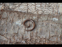 Load image into Gallery viewer, Kopie von Parasitholz Dehnschnecke Spirale Piercing Expander - chic-net.de
