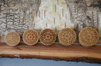 Cargar imagen en el visor de la galería, Krokodil Holz Plug Stern Blume hell double flared - chic-net.de
