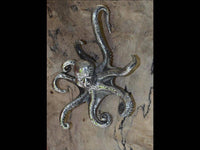 Cargar imagen en el visor de la galería, Ohrgewicht 4mm Hook White Brass Oktopus 70mm silbern - chic-net.de
