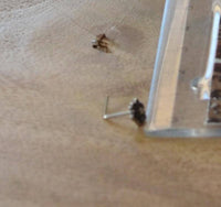 Load image into Gallery viewer, Silber Nasenstecker 0,8 mm Nostril Blume L-Form - chic-net.de
