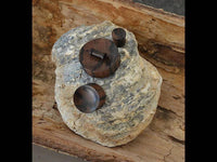 Load image into Gallery viewer, Tigerholz Plug dunkelbraun schwarz Holzplug ribbed - chic-net.de
